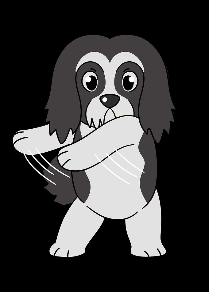 Lhasa Apso Flossing