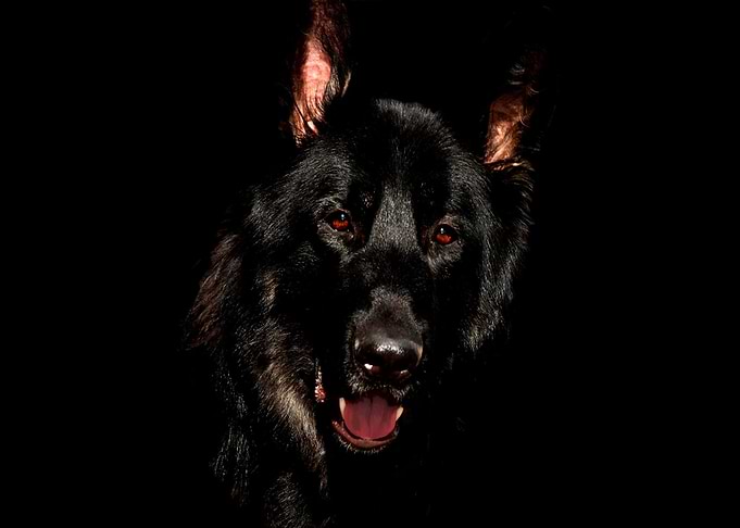 animal black ground becgie