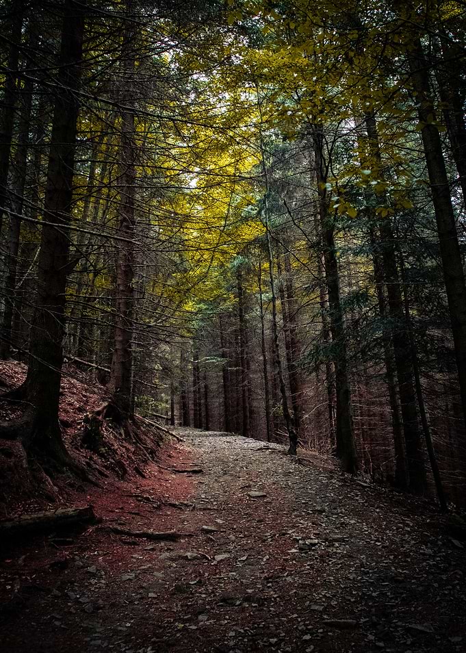Forest road