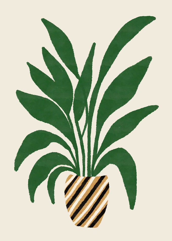 Strelitzia Plant