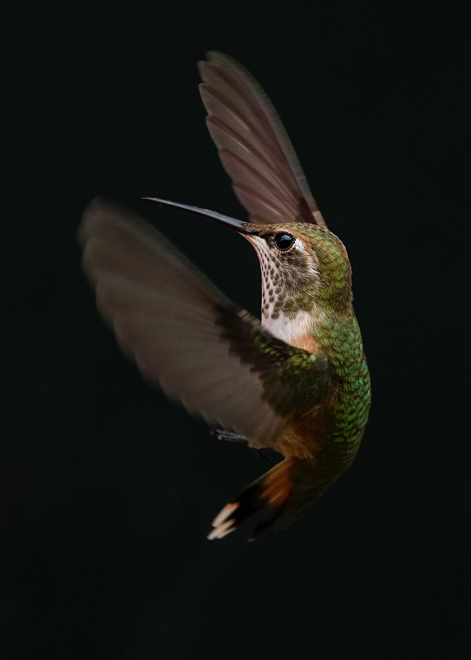 black ground hummingbird