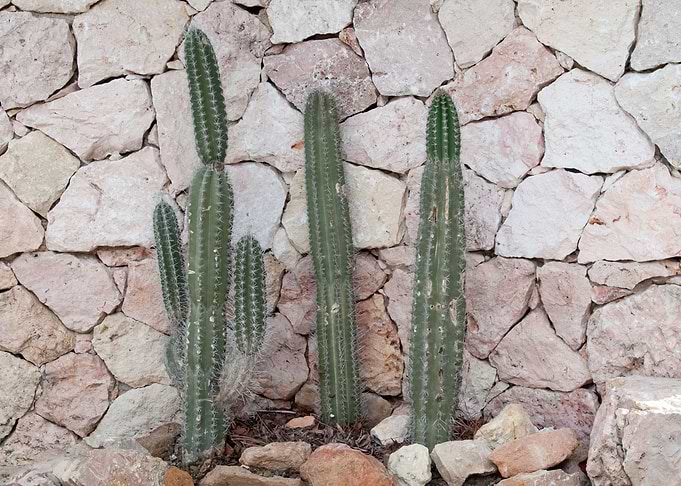 Cacti Geo Dream 1