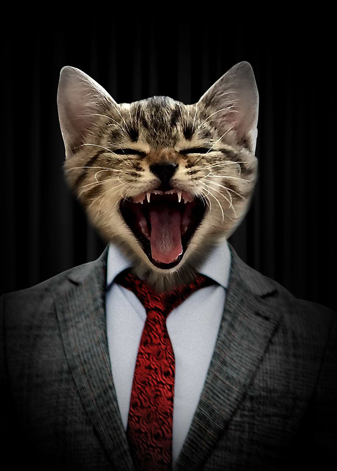 mr cat