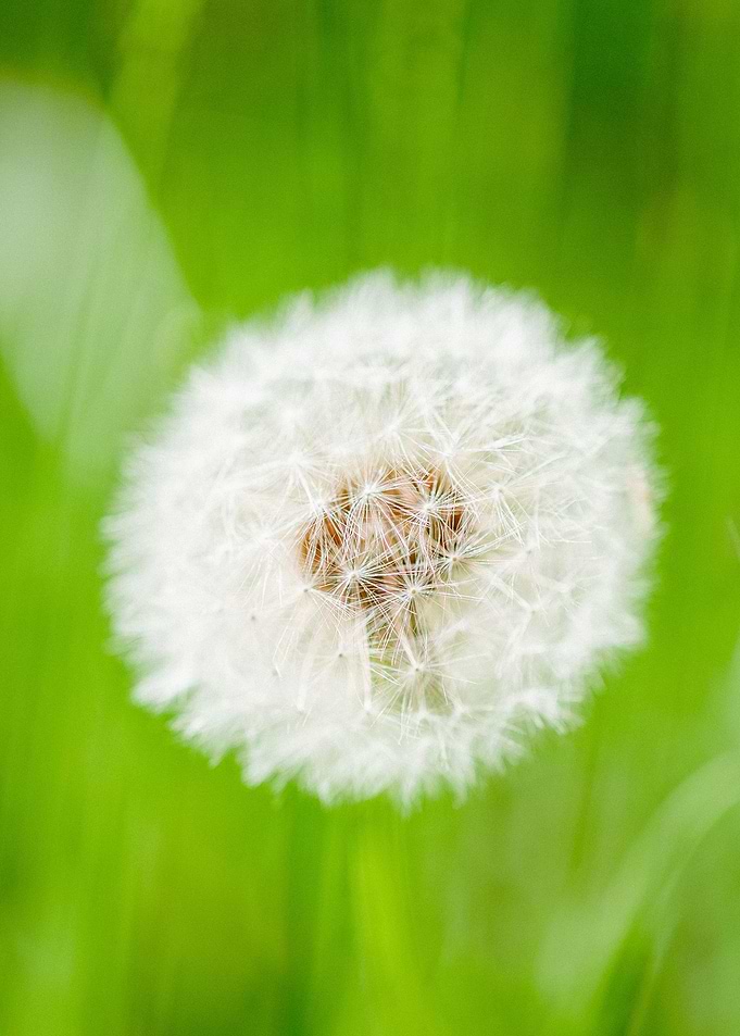 Fluffy Dandelion