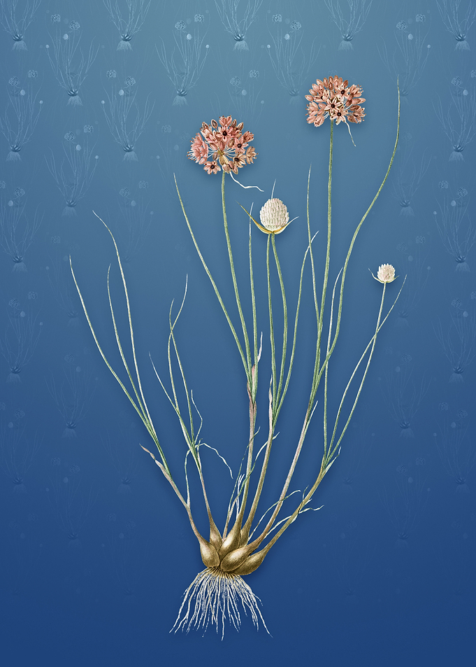 Vintage Allium Globosum