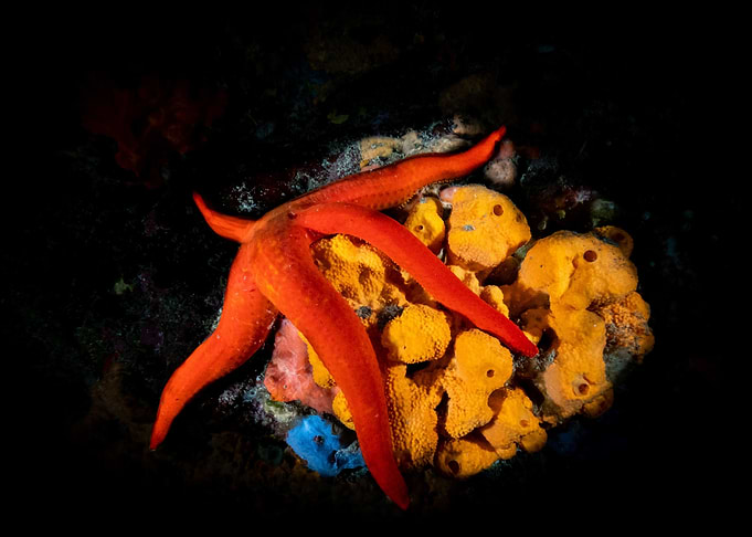 Starfish