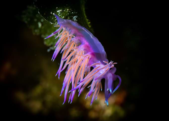Nudibranch