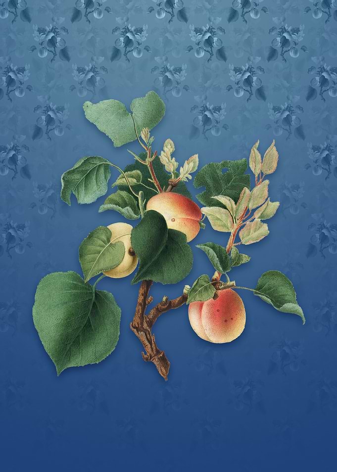 Apricot on Bahama Blue