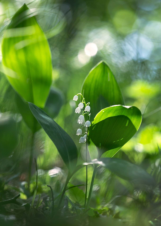 Spring flowers
