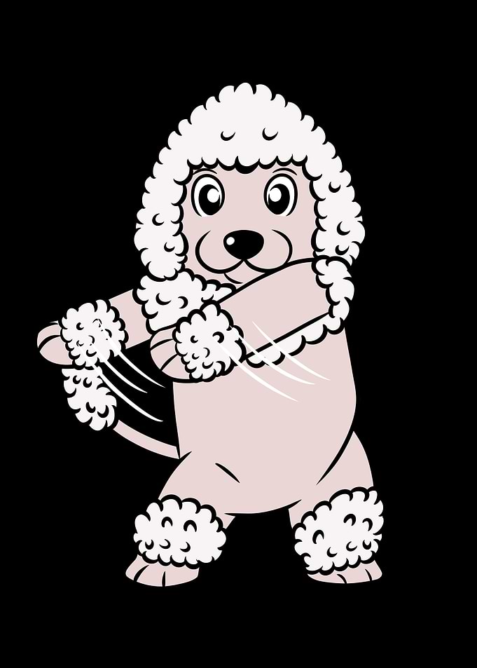 Poodle Flossing