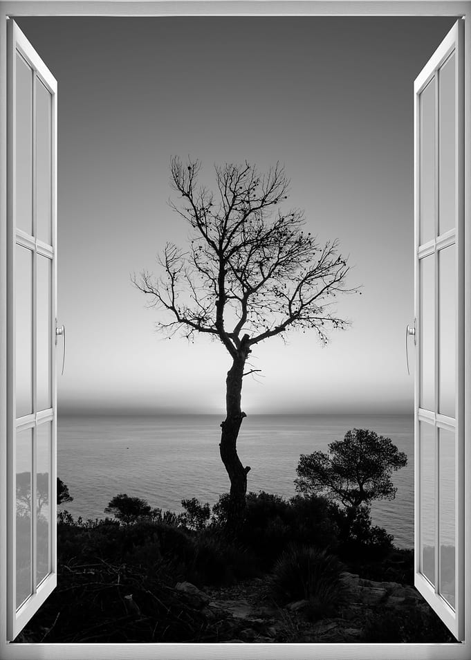 Window view tree sea