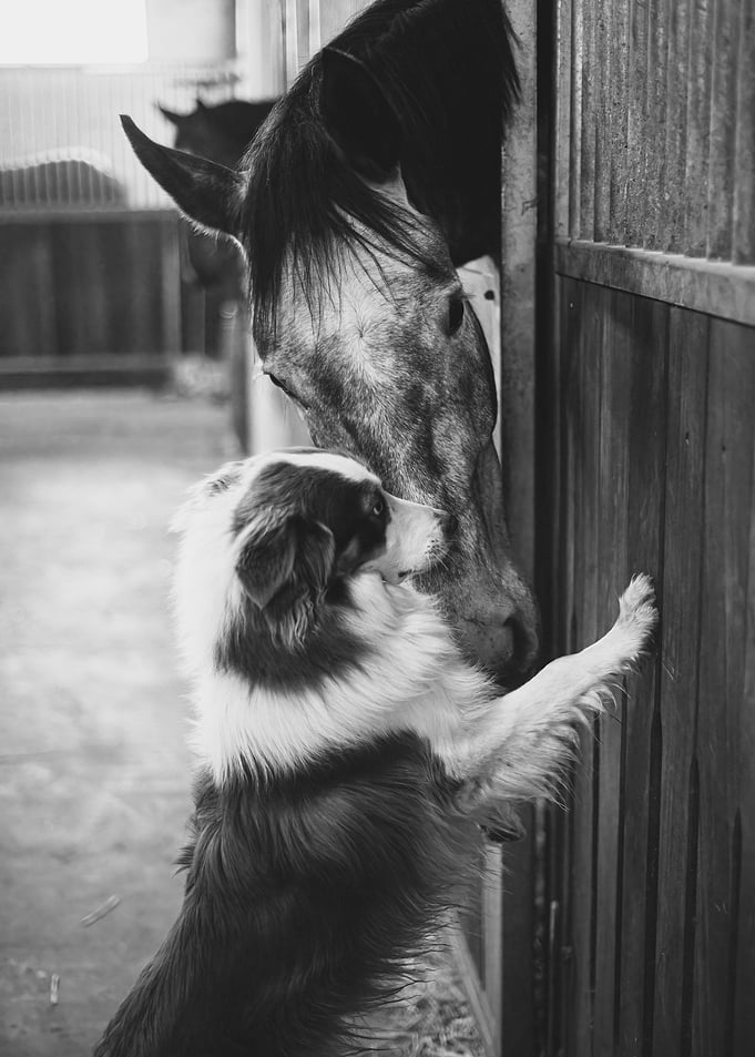Frienship