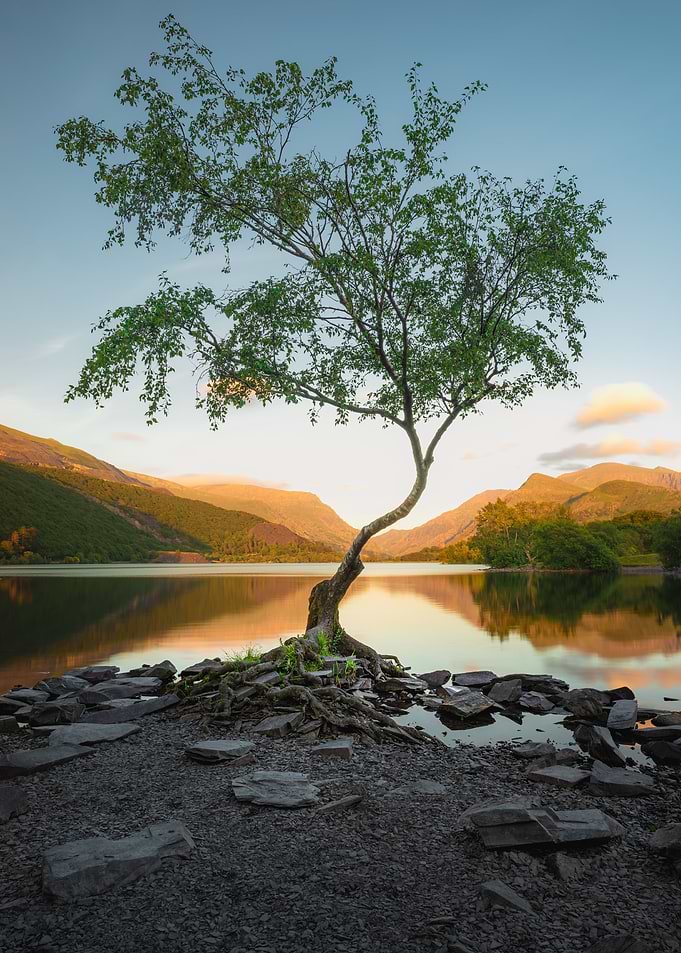 Lone Tree