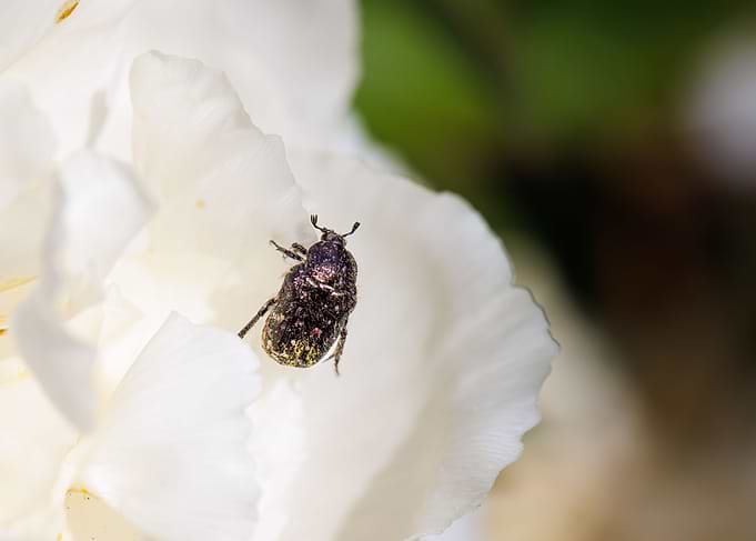 Cockchafer on a flower