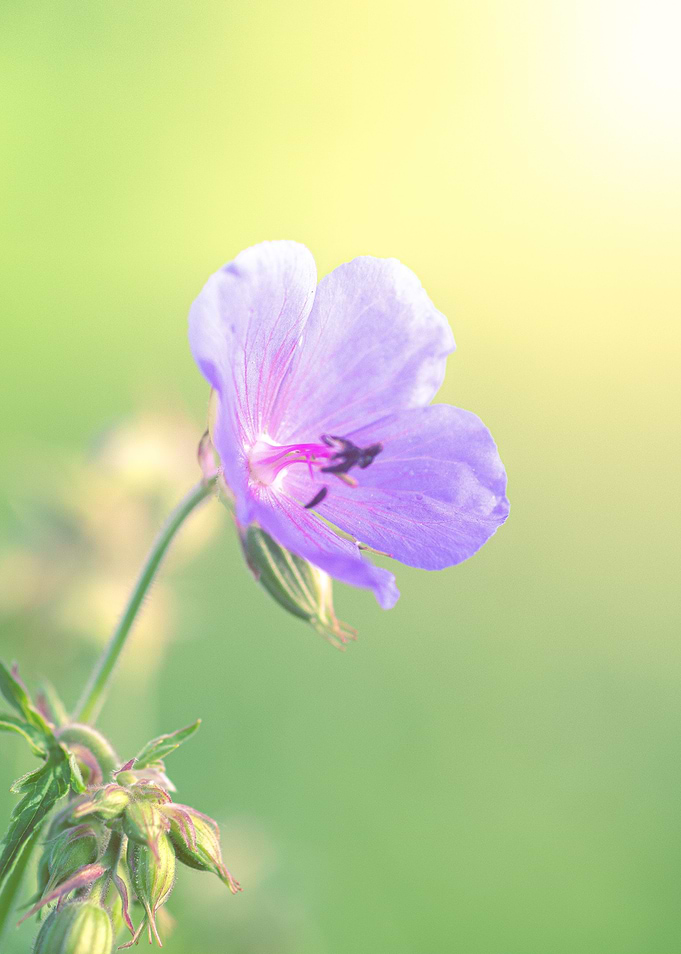 Purple Wildflower