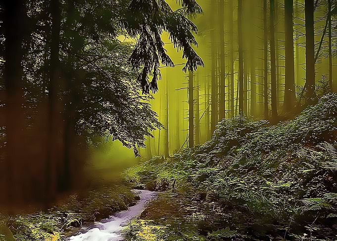 Nature view