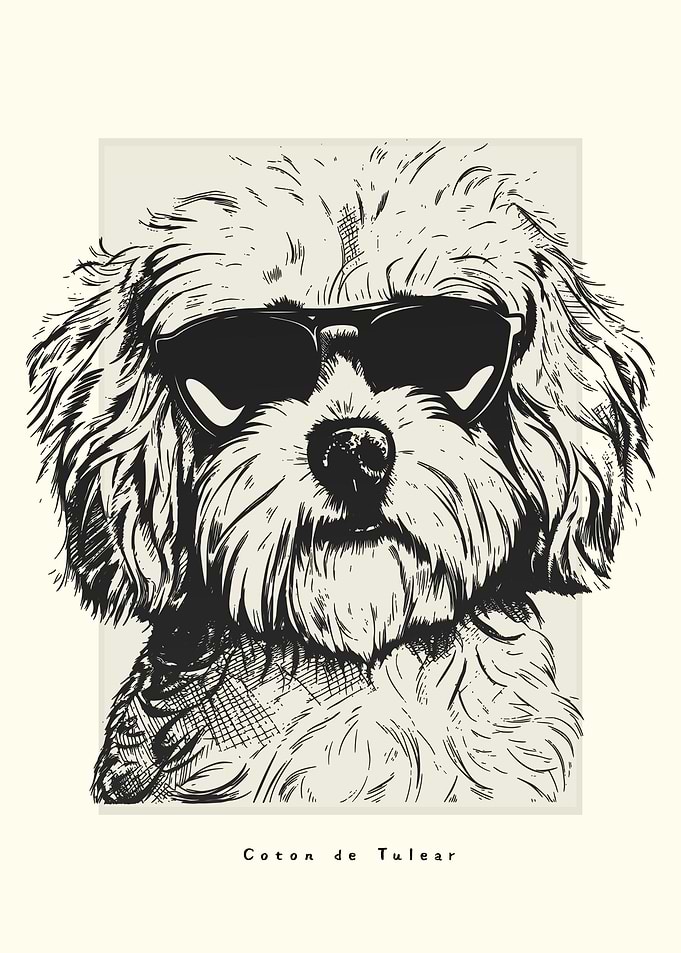 Coton de Tulear Sketch