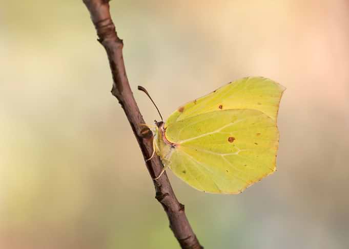 Yellow butterfly
