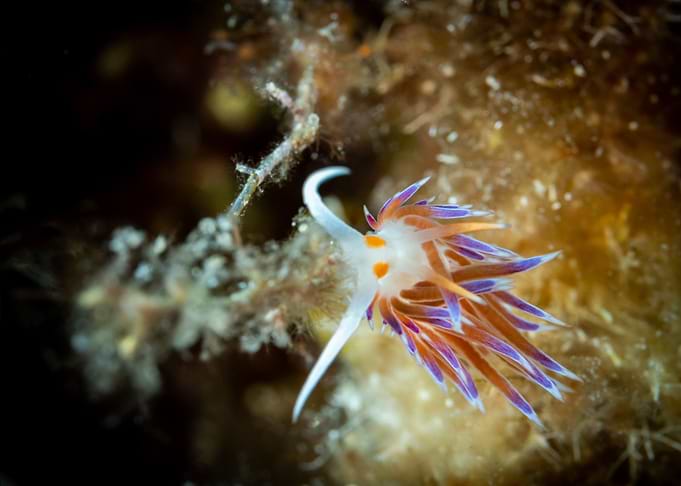 Nudibranch