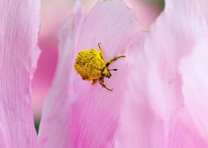 Cockchafer on a flower