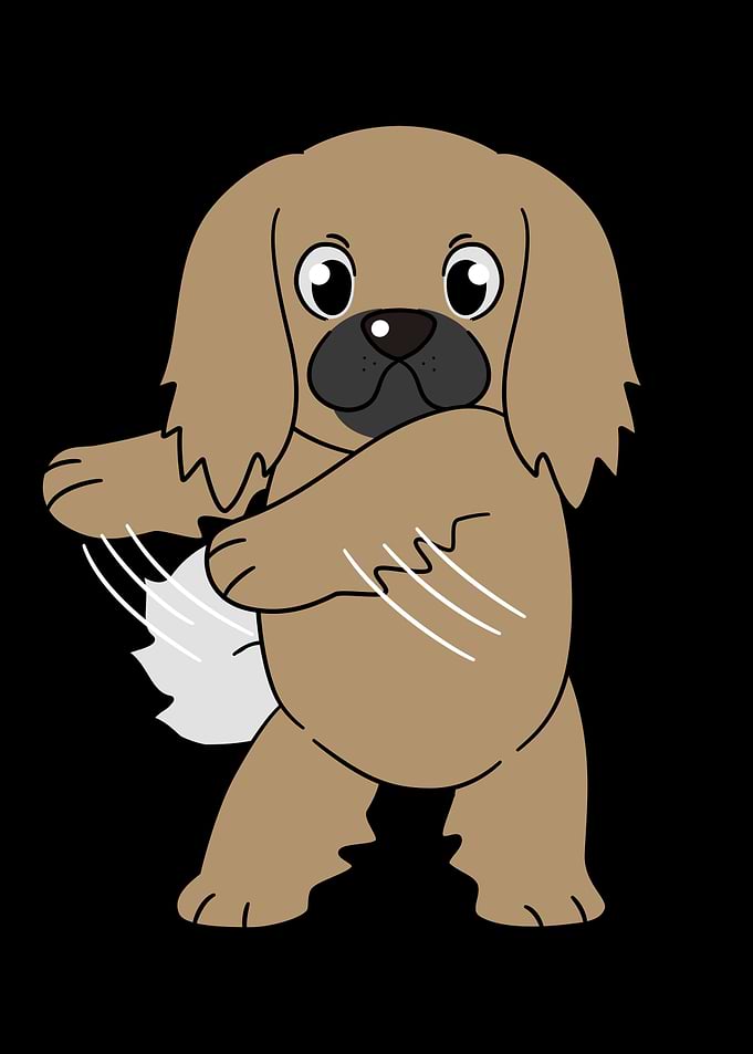Pekingese Flossing