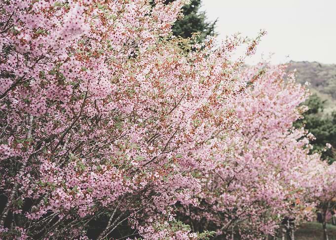 Cherry Blossoms