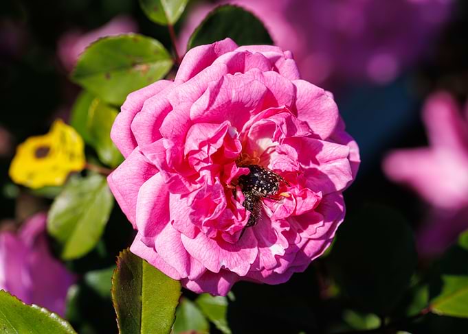 Cockchafer on a flower