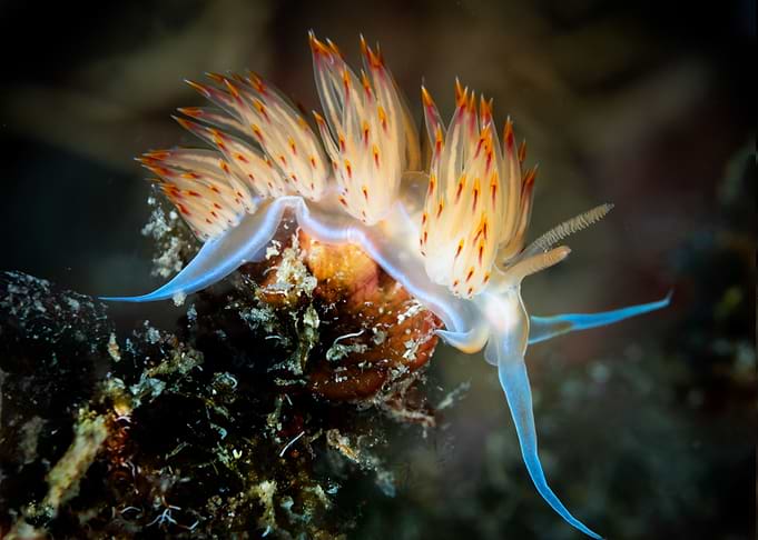Nudibranch