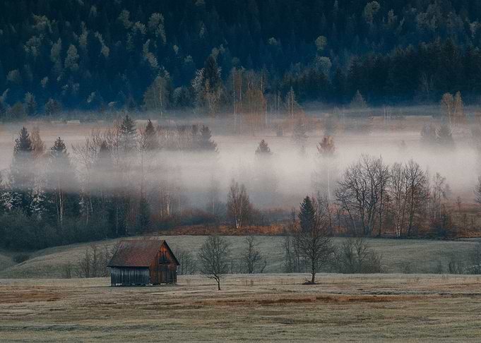 Fog in the Marsh