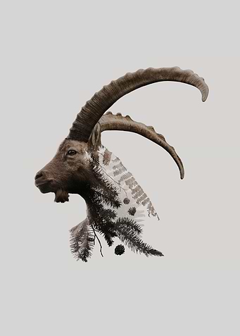 Botanical Ibex