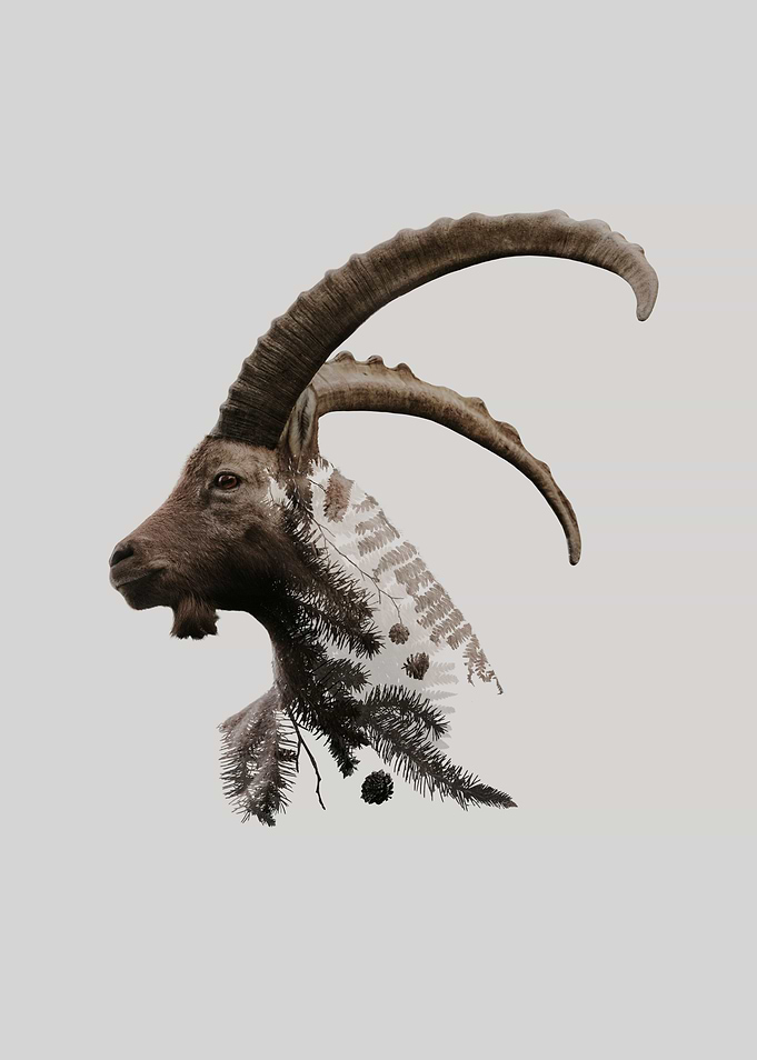 Botanical Ibex