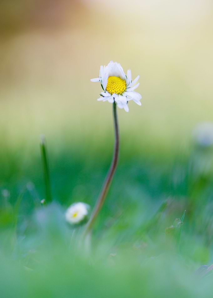 Macro of daisy flower