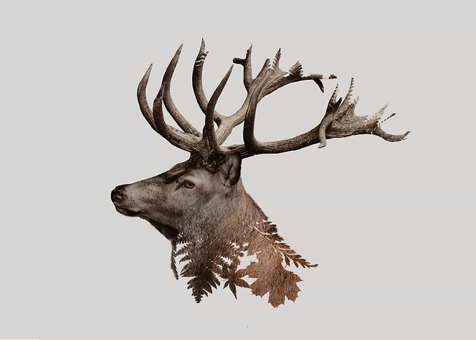 Botanical Stag
