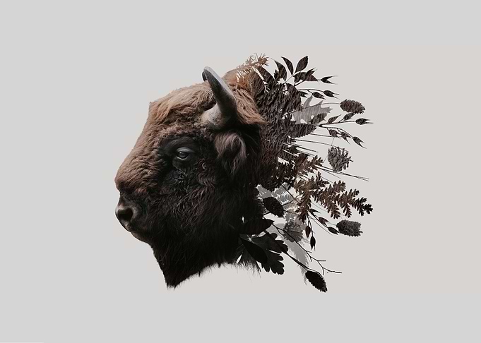Botanical Bison