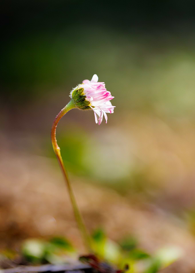Macro of daisy flower