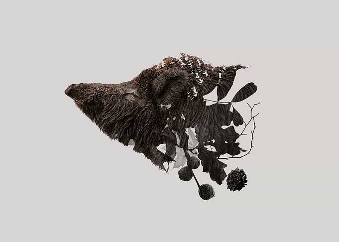 Botanical Boar