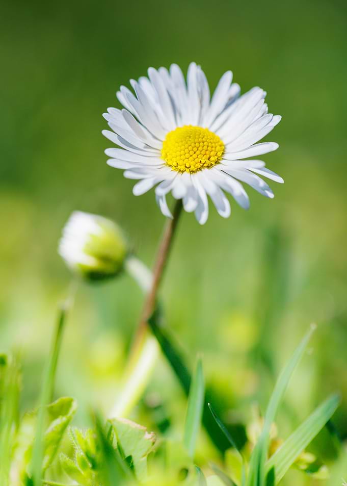 Macro of daisy flower