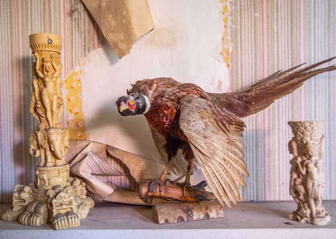 Pheasant and ivory