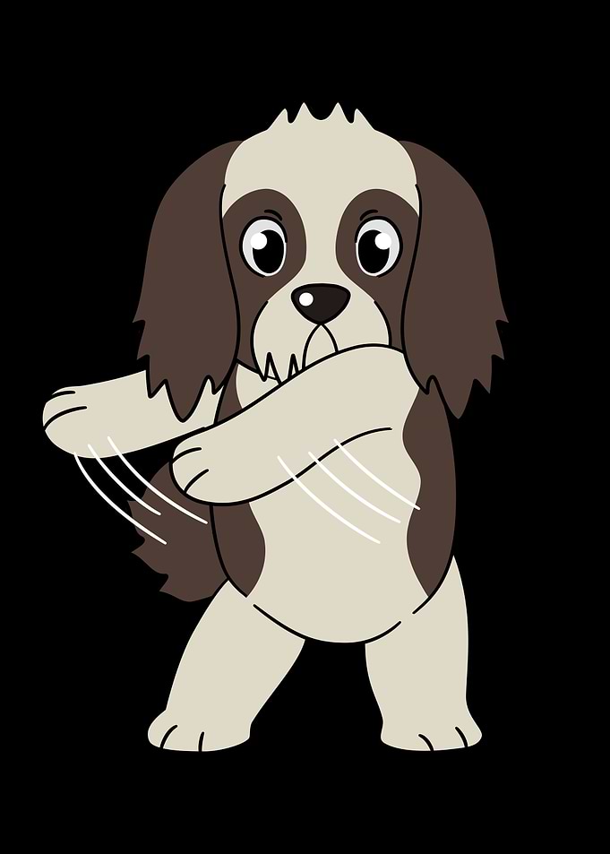Shih Tzu Flossing