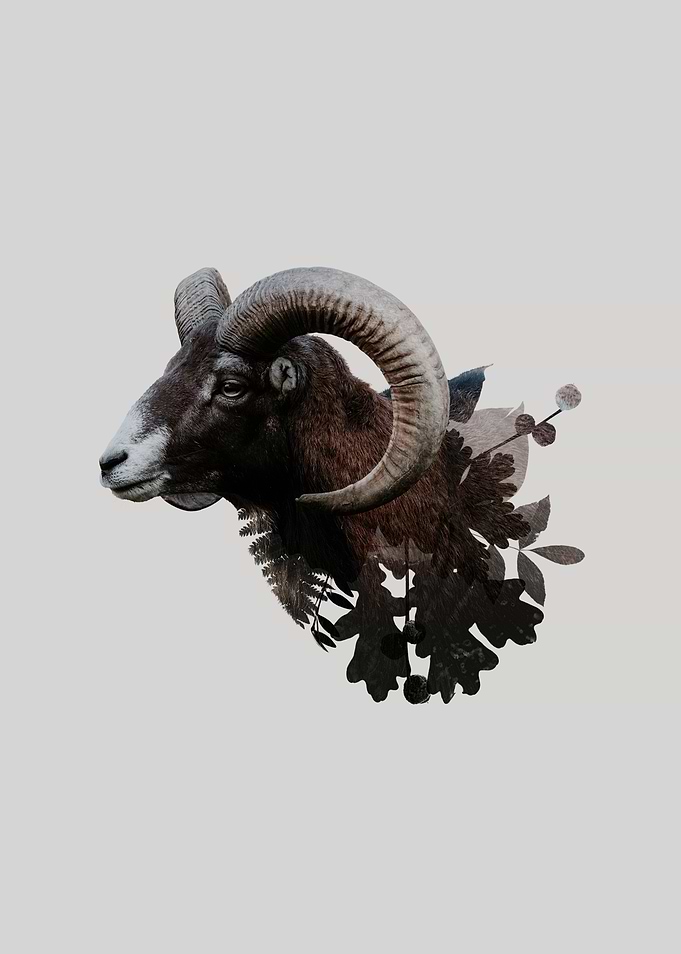 Botanical Mouflon