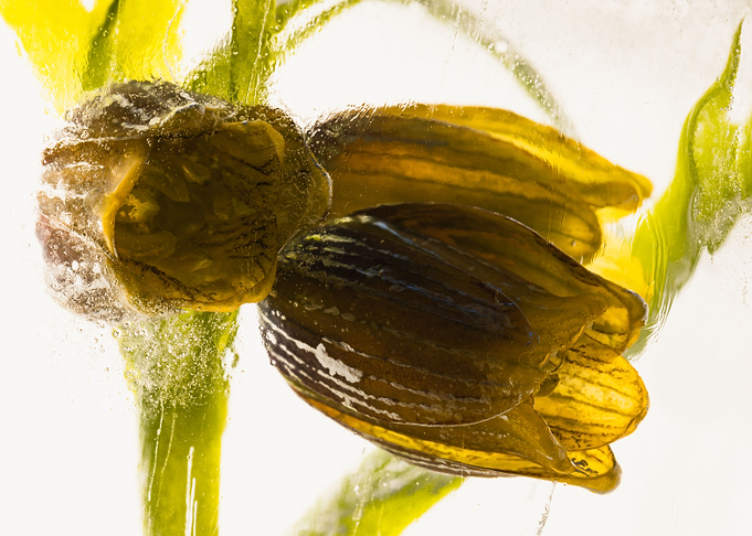 Fritillaria in ice 1