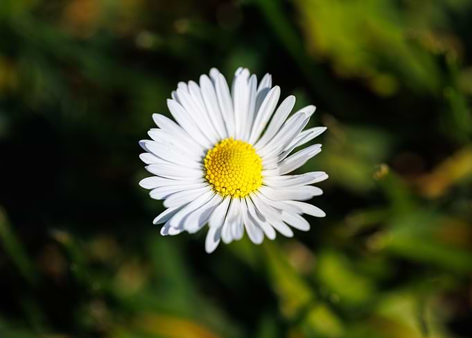Macro of daisy flower