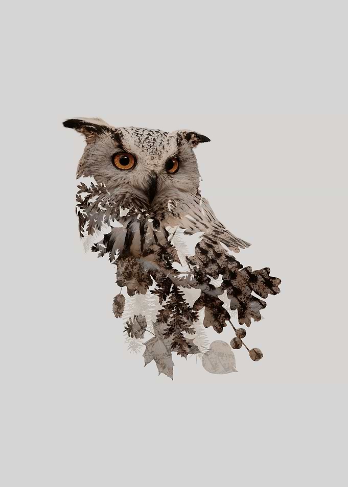 Botanical Owl