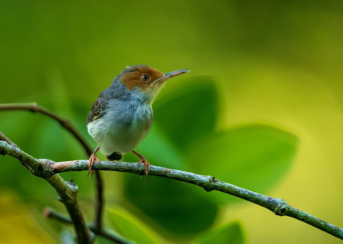 Ashy Tailorbird