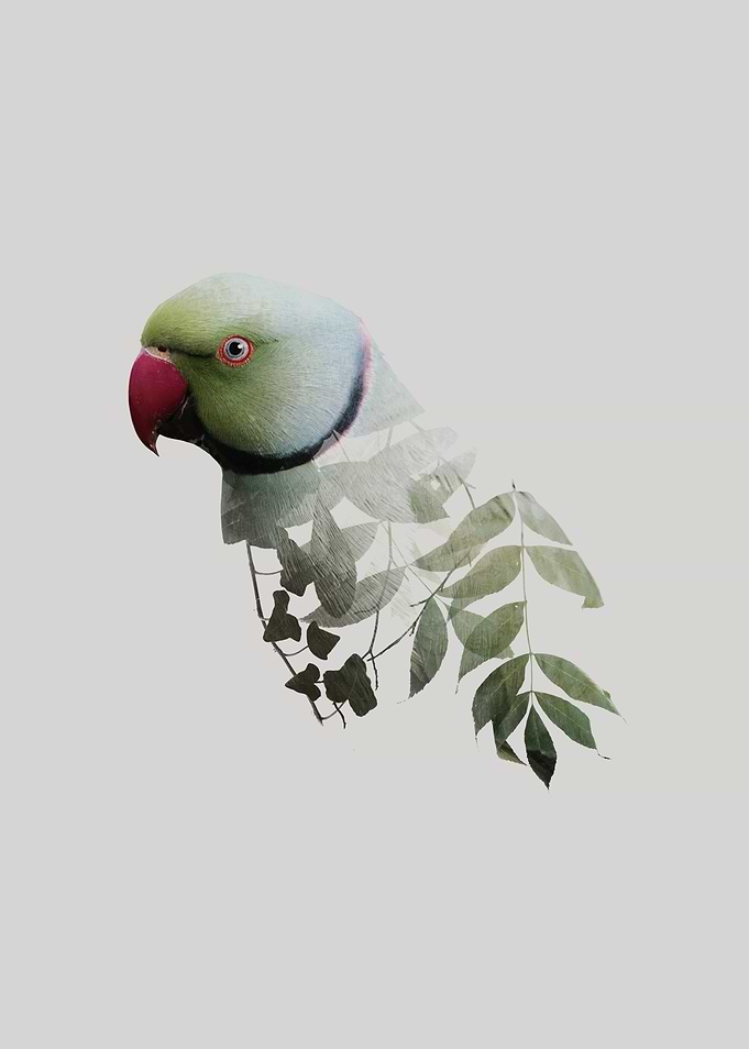 Botanical Parakeet