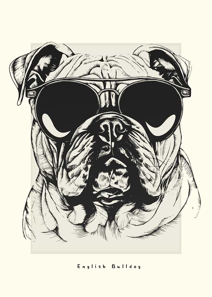 English Bulldog Sketch