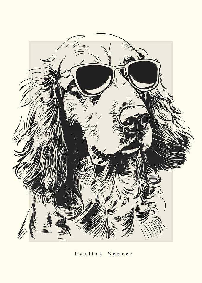 English Setter Sketch