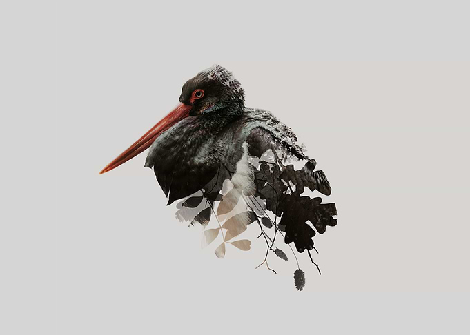 Botanical Black Stork