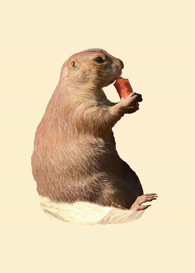 Prairie dog