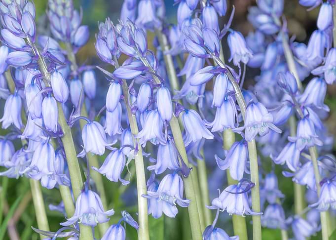 Spring Bluebells